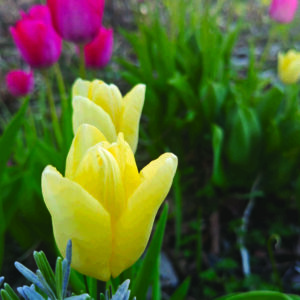 Tulpen 1